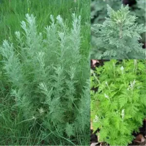 African Wormwood (Mchungu)