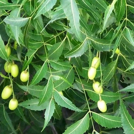 Neem (Mwarubaini / Muarubaini)