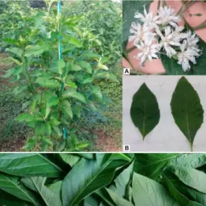 Bitter Leaf (Mwavulati / Olusekwa)