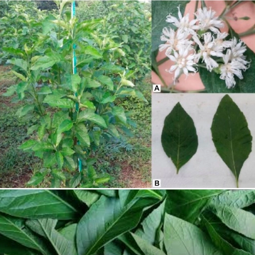 Bitter Leaf (Mwavulati / Olusekwa)