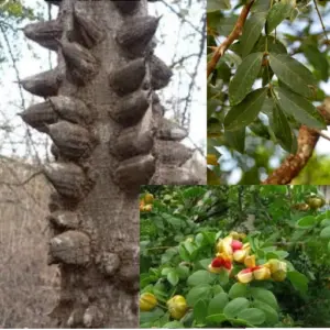 Knobwood (Mkunungu / Mjafari)