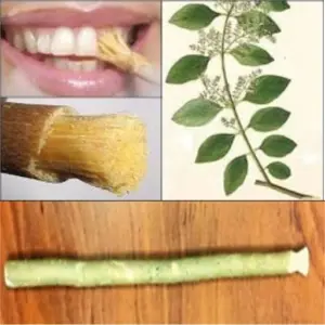 Toothbrush Tree (Mswaki)